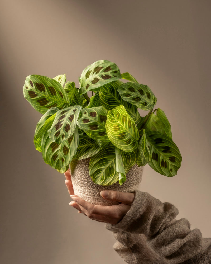 Maranta 'Light Veins'