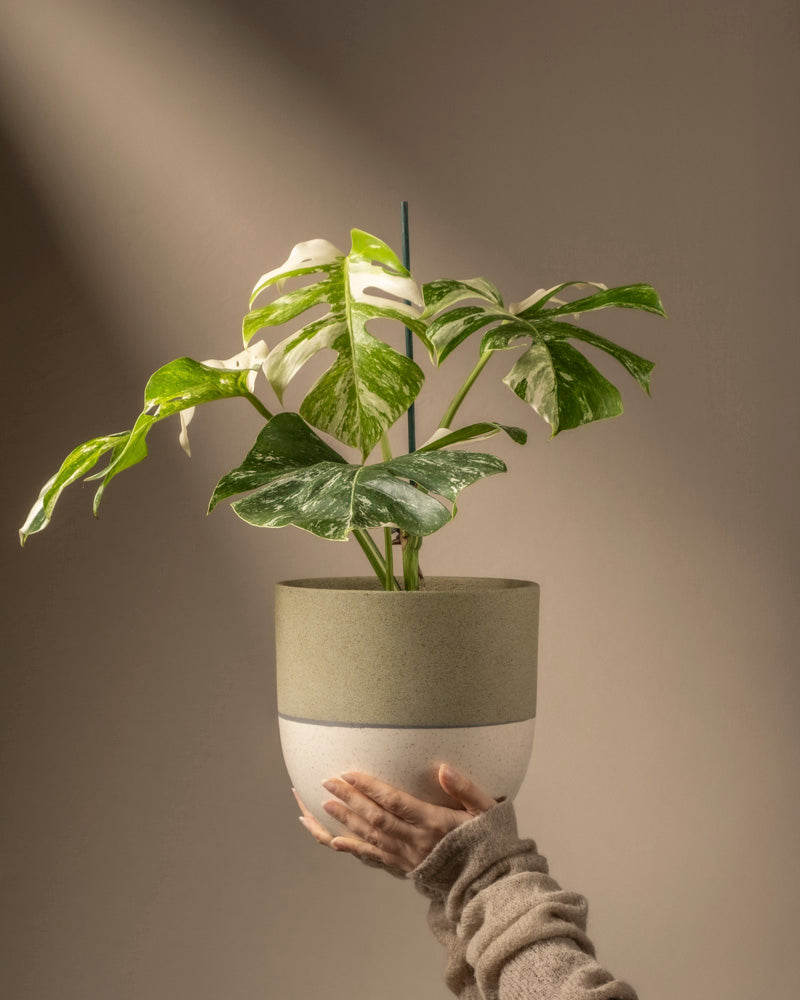 Monstera deliciosa variegata