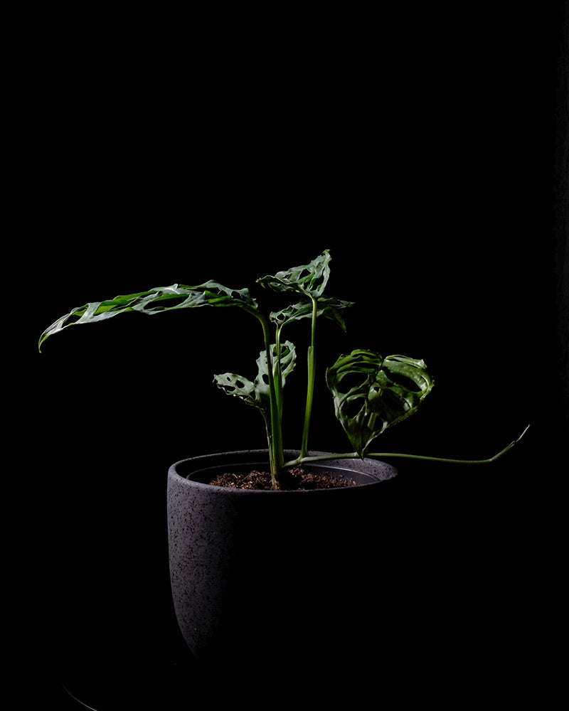 Monstera obliqua 'Peru'