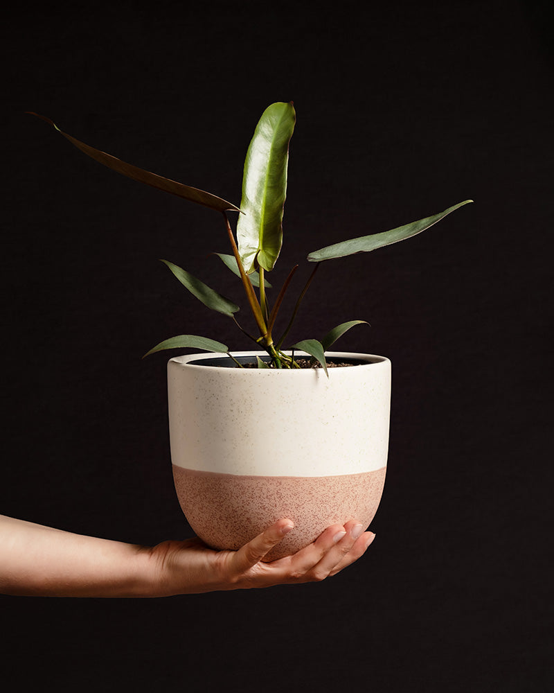 Philodendron atabapoense