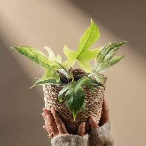 Philodendron 'Florida Ghost'