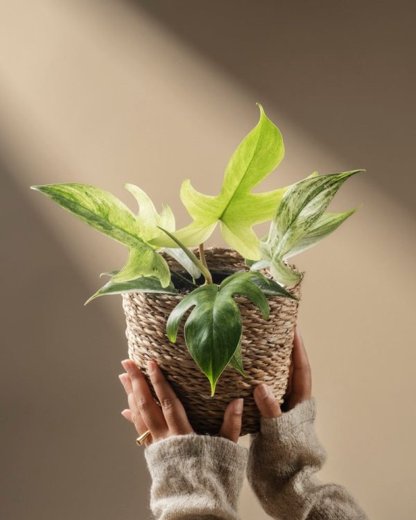 Philodendron 'Florida Ghost'