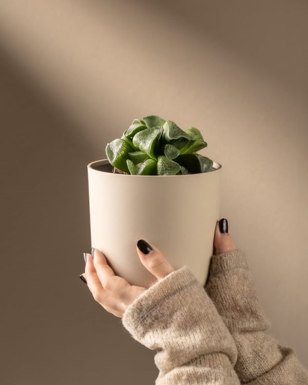 Haworthia retusa