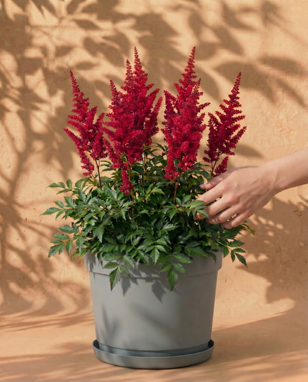 Astilbe (pink)