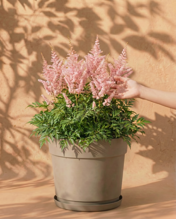 Astilbe (rosa)