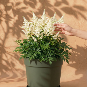 Astilbe (weiß)