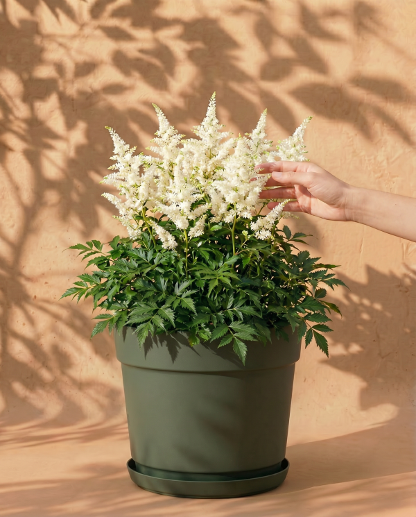Astilbe (weiß)