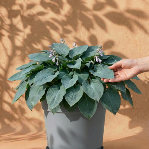 Blaue Hosta
