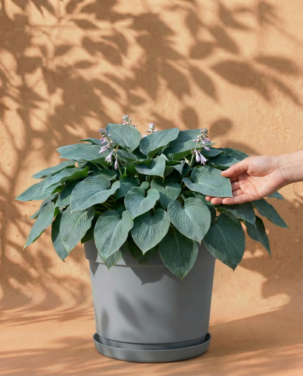 Blaue Hosta