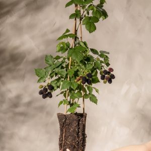 Brombeere