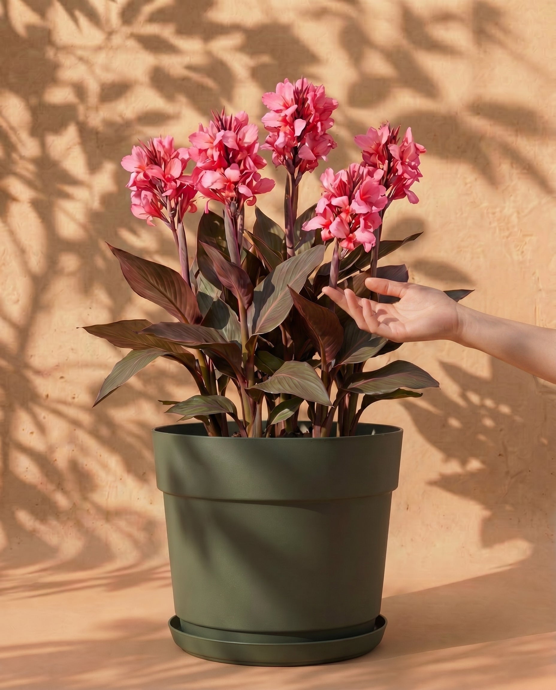 Canna (pink)