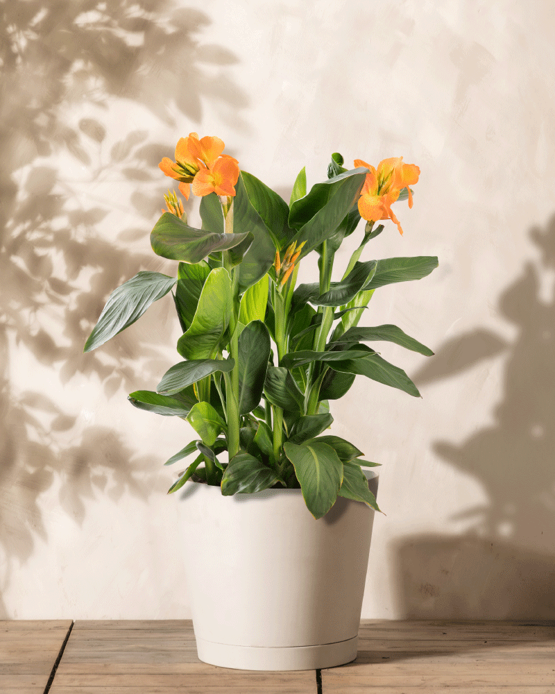 Canna (rosa)