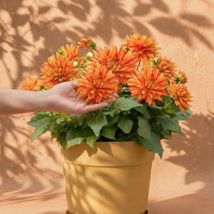 Dahlien (hellorange)