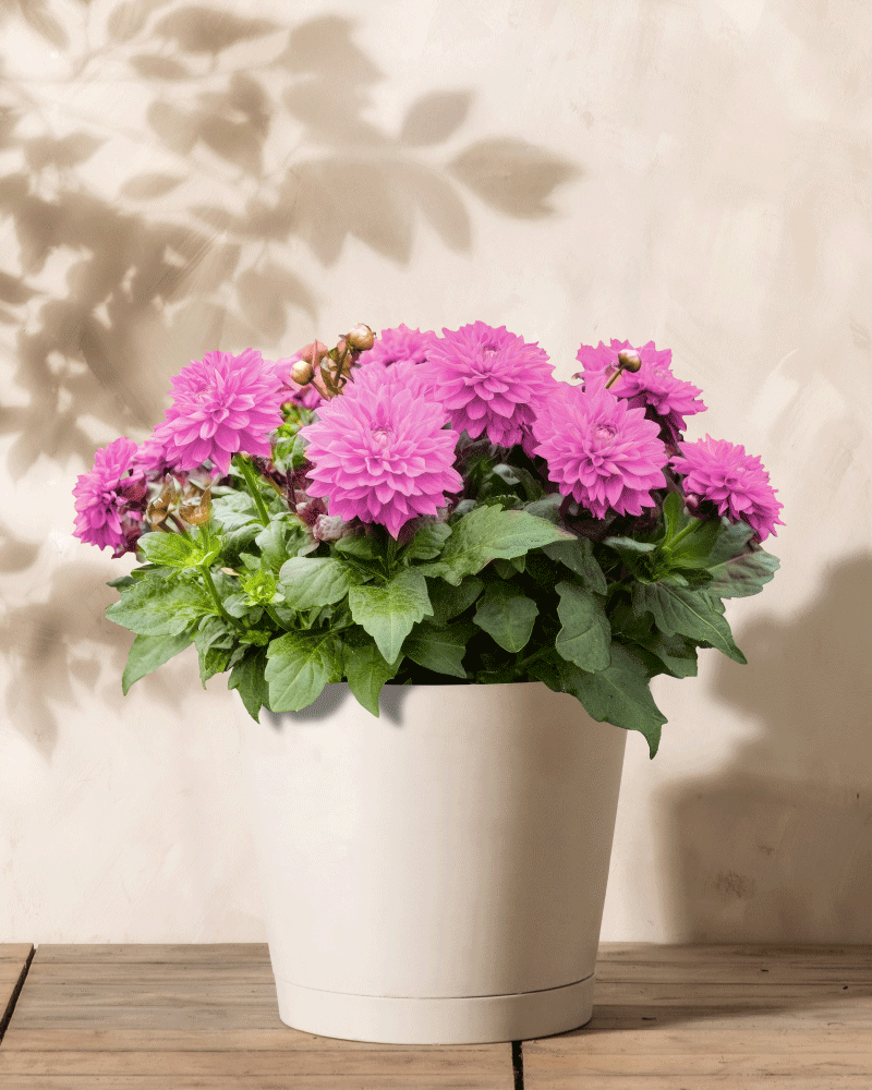 Dahlien (pink)