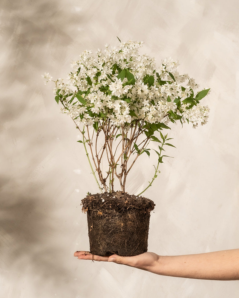 Deutzia gracilis