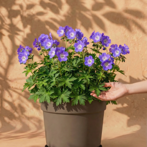 Geranium (blau)
