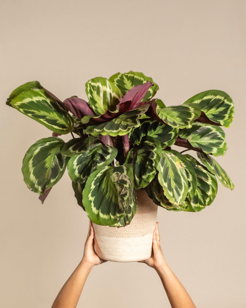 Große Calathea Roseopicta