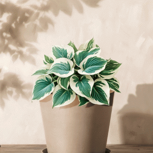 Hosta (blau-beige)