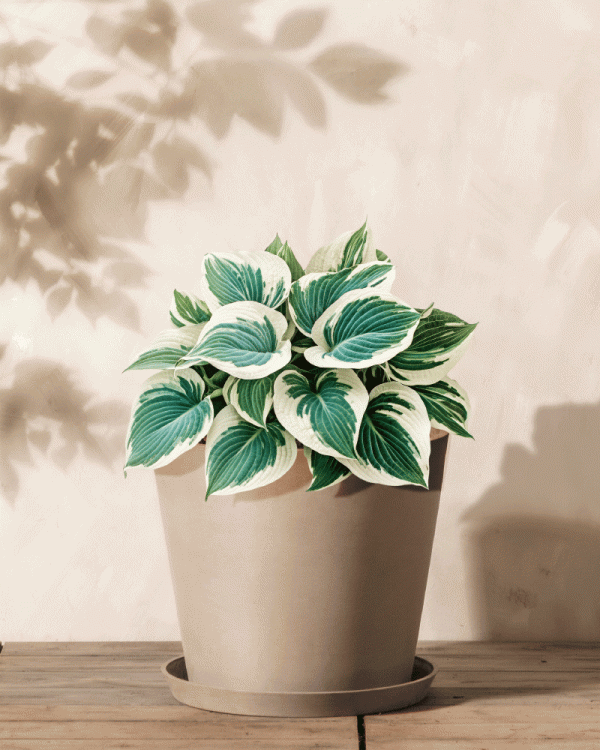 Hosta (blau-beige)