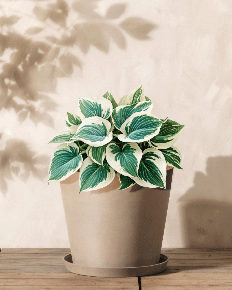 Hosta (blau-beige)