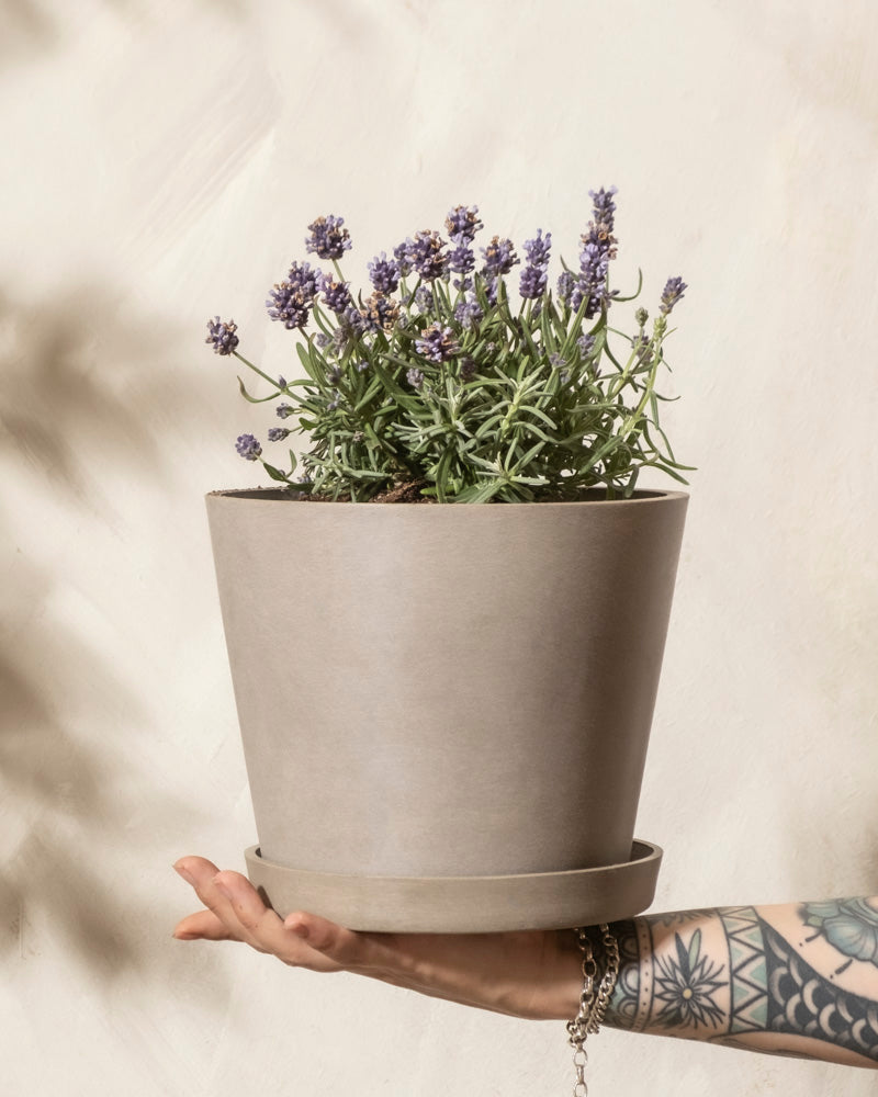 Lavendel