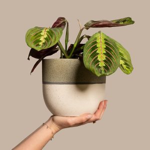 Maranta