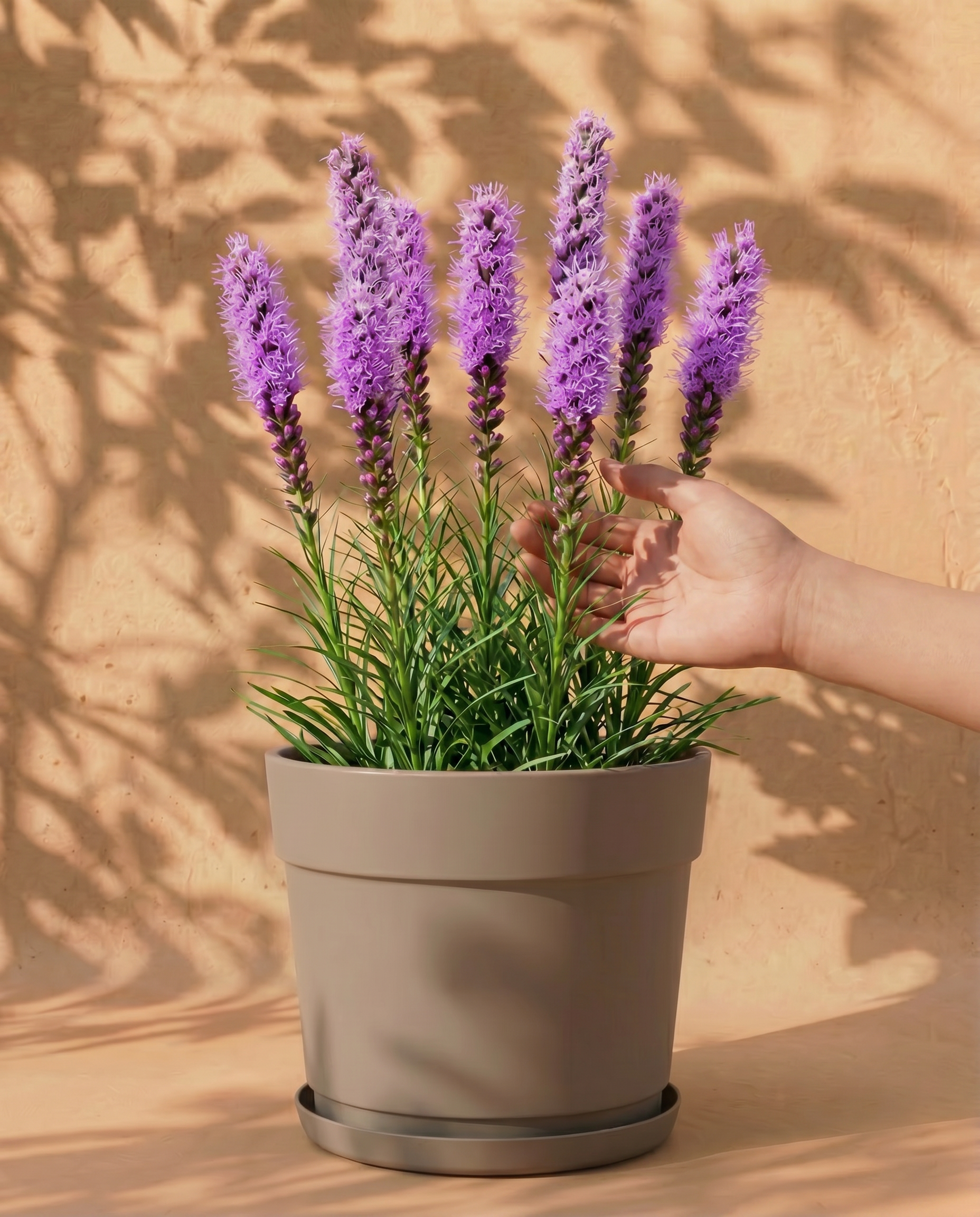 Prachtscharte (violett)