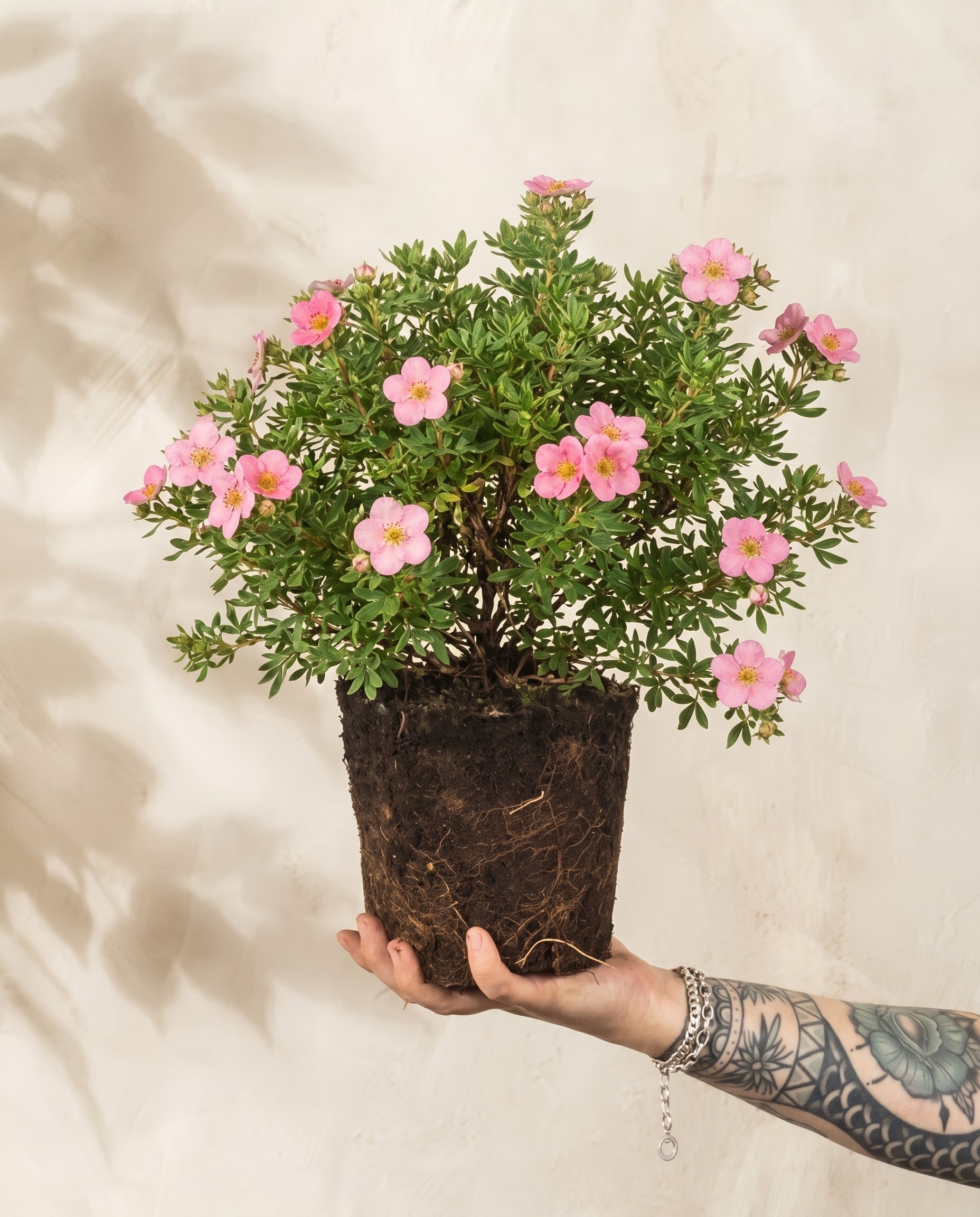 Rosa Fingerstrauch