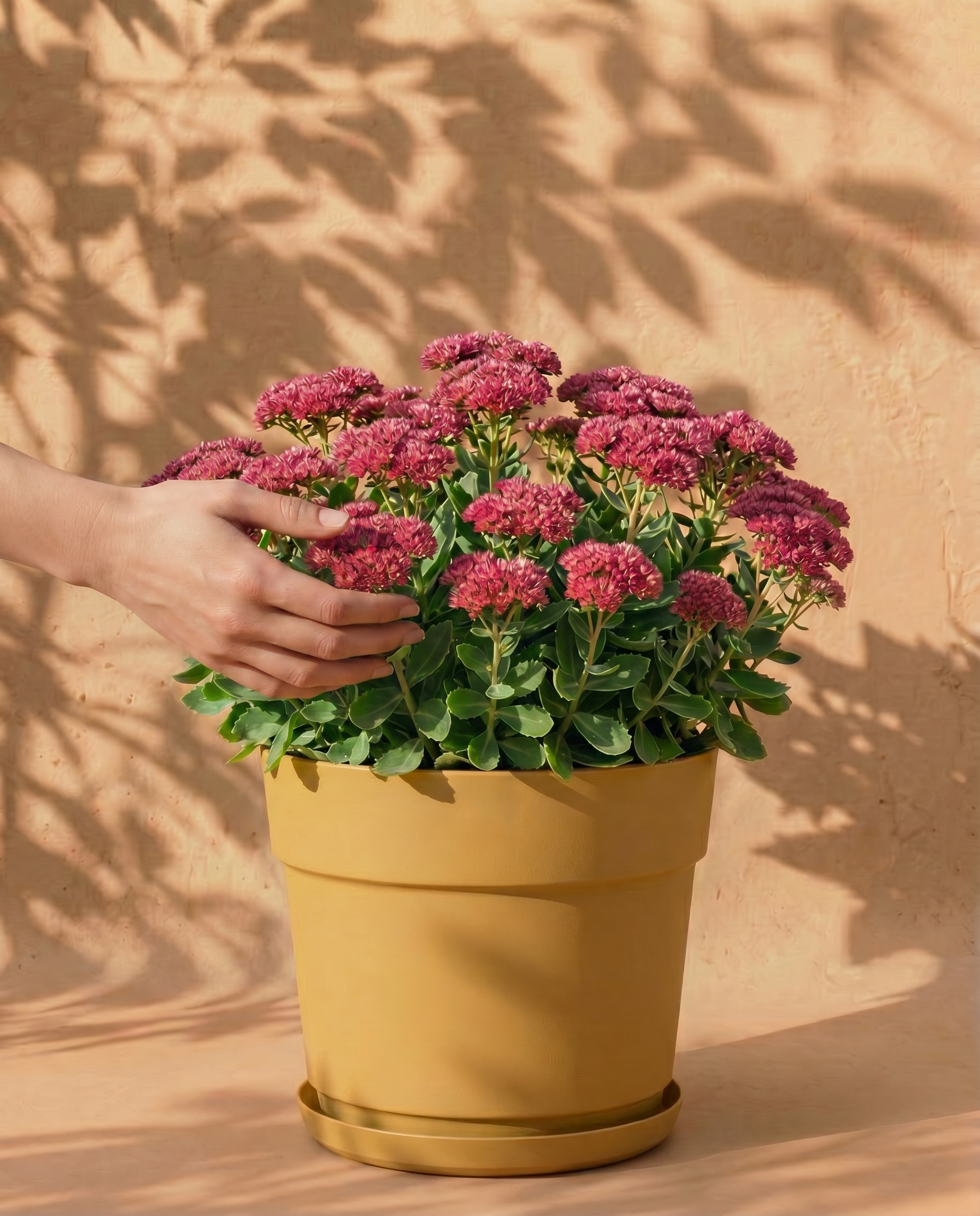 Sedum (rosa)