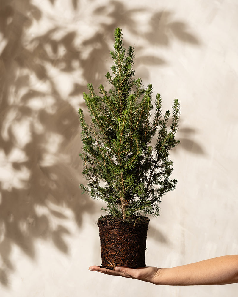 Tannenbaum